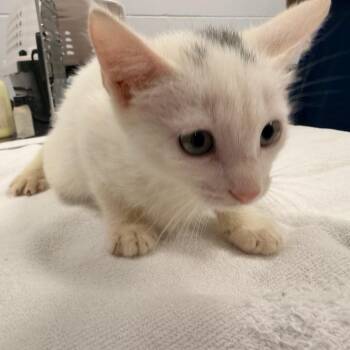 Ghoul -  Domestic Short Hair Cat for Adoption in West Palm Beach, Florida - Ghoul | PetCurious