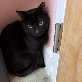 Juju -  Domestic Short Hair Cat for Adoption in Royse City, Texas - Juju | PetCurious