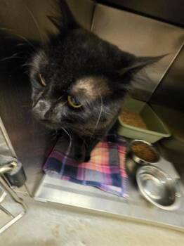 A123201 -  Domestic Short Hair Cat for Adoption in West Valley City, Utah - A123201 | PetCurious