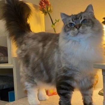 Magnolia Holmes -  Ragdoll Cat for Adoption in Eagle Mountain, Utah - Magnolia Holmes | PetCurious