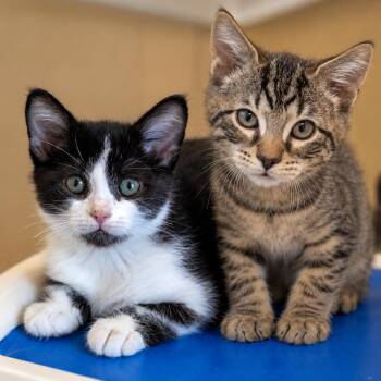 Teeny and Tiny -  Domestic Short Hair Cat for Adoption in Pontiac, Michigan - Teeny And Tiny | PetCurious