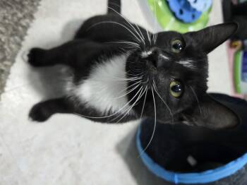 Rescue Domestic Short Hair Cats for Adoption in Arlington, Washington - Bones | PetCurious