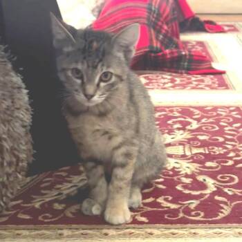 Rogue -  Domestic Short Hair Cat Available for Adoption in Denver, Colorado - Rogue | PetCurious