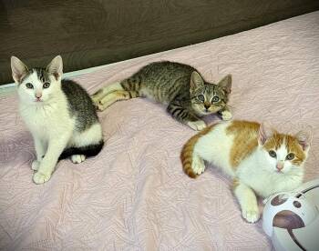 Coon, Boots & Swiper -  American Shorthair Cat for Adoption - Coon, Boots & Swiper | PetCurious