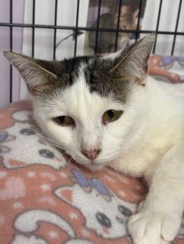 Rescue Domestic Short Hair Cats for Adoption in Belton, Missouri - Balor | PetCurious