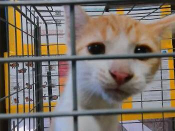 ENRIQUE -  Domestic Short Hair Cat for Adoption in Tulsa, Oklahoma - ENRIQUE | PetCurious