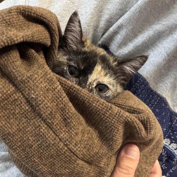 Domestic Short Hair Cats Available for Adoption in Huntsville, Alabama - Mabel | PetCurious