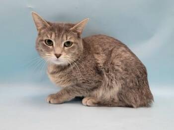 Smokey -  Domestic Short Hair Cat for Adoption in Minneapolis, Minnesota - Smokey | PetCurious