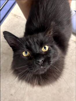 Loki (Courtesy Post) -  Domestic Medium Hair Cat for Adoption in San Jose, California - Loki (Courtesy Post) | PetCurious