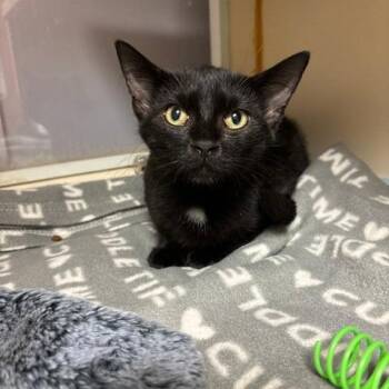 Jane -  American Shorthair Cat for Adoption in South Elgin, Illinois - Jane | PetCurious