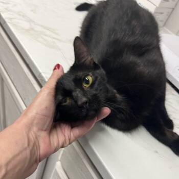 Rescue Domestic Short Hair Cats for Adoption in St. Louis, Missouri - Sunday Brunch | PetCurious