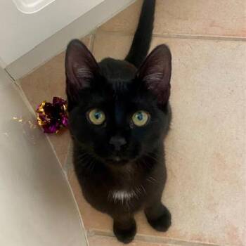 Domestic Short Hair Cats Available for Adoption - Lily | PetCurious