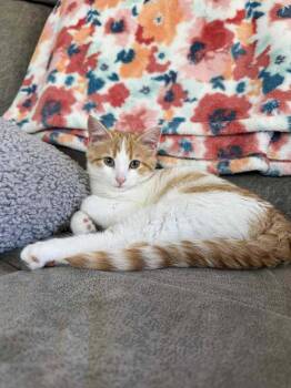 Frito -  Domestic Short Hair Cat for Adoption in Lincoln, Nebraska - Frito | PetCurious