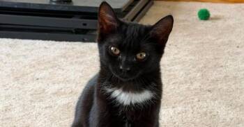 Houdini -  Domestic Short Hair Cat for Adoption in Milton, Delaware - Houdini | PetCurious