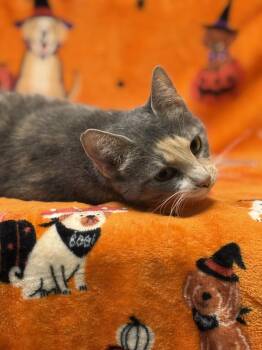 Queenie -  Dilute Tortoiseshell Cat for Adoption in Ashland, Virginia - Queenie | PetCurious