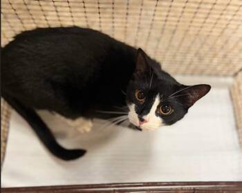 Domestic Short Hair Cats Available for Adoption in Doral, Florida - KAI | PetCurious