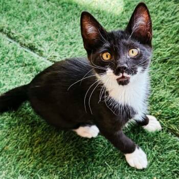 Canyon -  Domestic Short Hair and Tuxedo Cat for Adoption in Grand Rapids, Michigan - Canyon | PetCurious