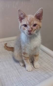 Rescue Domestic Short Hair Cats for Adoption in Prairie Du Chien, Wisconsin - Ranger | PetCurious