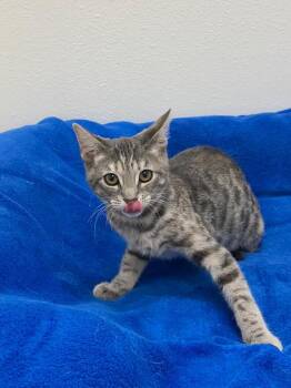 Gingham -  Tabby Cat for Adoption in Newberg, Oregon - Gingham | PetCurious