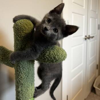 Russian Blue Cats Available for Adoption in Bentonville, Arkansas - Poreini | PetCurious