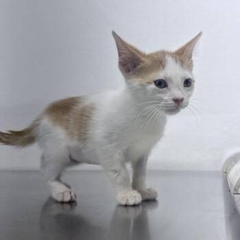 Amandine -  Domestic Short Hair Cat for Adoption in New York, New York - Amandine | PetCurious