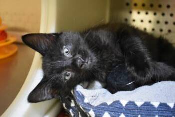 Gobblesworth -  Domestic Long Hair and Domestic Short Hair Cat for Adoption in Kansas City, Missouri - Gobblesworth | PetCurious