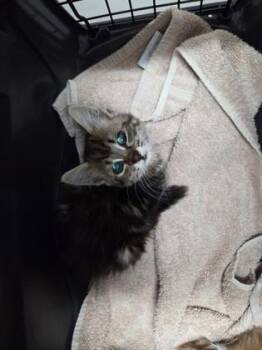 Spoolie -  Domestic Short Hair Cat for Adoption in Sacramento, California - Spoolie | PetCurious
