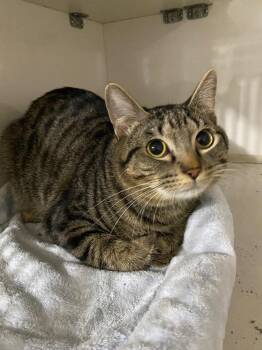 Domestic Short Hair Cats Available for Adoption in Corpus Christi, Texas - Soren | PetCurious