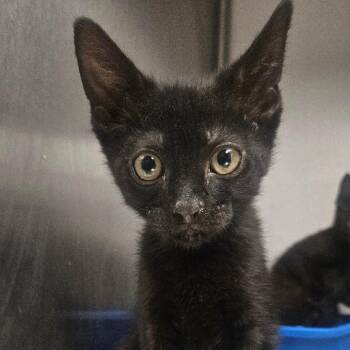 Hashbrown -  Domestic Short Hair Cat for Adoption in Grantsville, Utah - Hashbrown | PetCurious