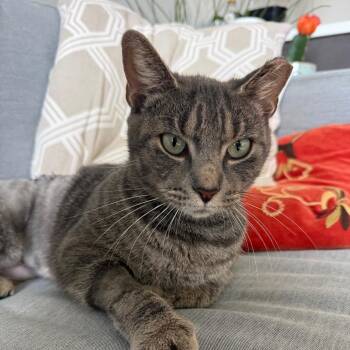 Six -  Domestic Short Hair Cat for Adoption in Nashville, Tennessee - Six | PetCurious