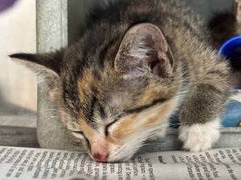 Peaches / Georgia -  Domestic Short Hair and Dilute Calico Cat for Adoption in Powell, Ohio - Peaches / Georgia | PetCurious