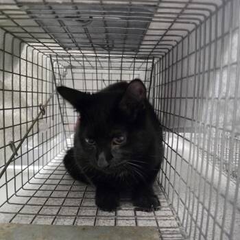 Freda -  Domestic Short Hair Cat for Adoption in Des Moines, Iowa - Freda | PetCurious