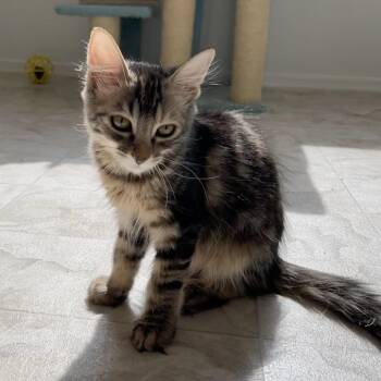 Tootie -  Domestic Long Hair Cat for Adoption in Las Vegas, Nevada - Tootie | PetCurious