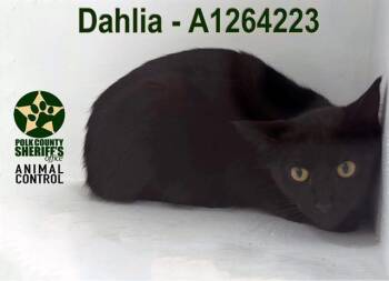 Domestic Short Hair Cats Available for Adoption in Winter Haven, Florida - DAHLIA | PetCurious