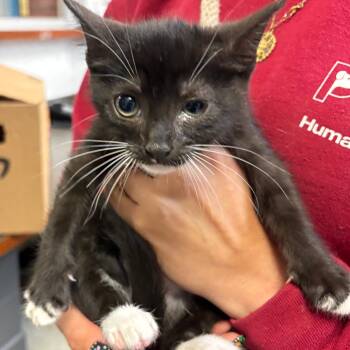 Rescue Domestic Short Hair Cats for Adoption in Columbus, Georgia - Hobby Lobby | PetCurious