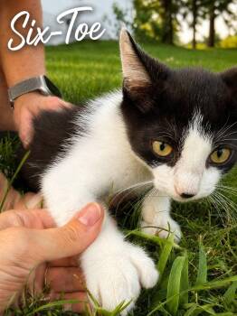 Six-Toe -  Extra Toes Cat Hemingway Polydactyl Cat for Adoption in Decorah, Iowa - Six-Toe | PetCurious