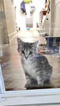 Twiggy -  Domestic Medium Hair Cat for Adoption in Monticello, Indiana - Twiggy | PetCurious