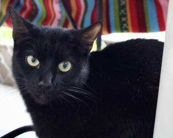 Cinderelly -  Domestic Short Hair Cat for Adoption in El Cajon, California - Cinderelly | PetCurious