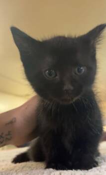 Domestic Short Hair Cats Available for Adoption in Billings, Montana - K-6 Wednesday  | PetCurious