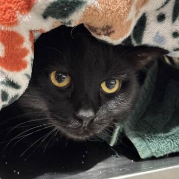 Howler -  Domestic Medium Hair Cat for Adoption in Chicago, Illinois - Howler | PetCurious