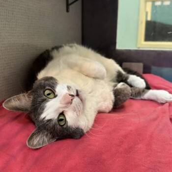 Domestic Short Hair Cats Available for Adoption - Scroop | PetCurious