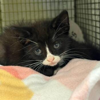 Carl -  Domestic Short Hair Cat for Adoption in San Antonio, Texas - Carl | PetCurious