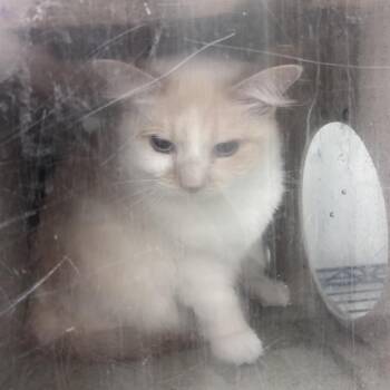 Sushi -  Domestic Medium Hair Cat for Adoption in Philadelphia, Pennsylvania - Sushi | PetCurious