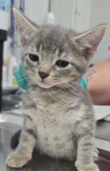 Avery -  Domestic Short Hair Cat Available for Adoption in Hillsdale, Indiana - Avery | PetCurious