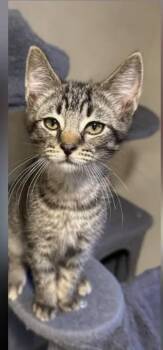 Discount -  Domestic Short Hair and Tabby Cat for Adoption in Westfield, Wisconsin - Discount | PetCurious
