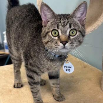 Domestic Short Hair Cats Available for Adoption in Merrifield, Virginia - Phil Nelson | PetCurious