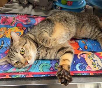 Domestic Short Hair Cats Available for Adoption - J J | PetCurious