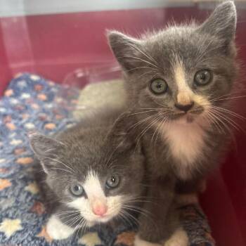 TBD Kittens - TBD 1 -  Domestic Short Hair Cat for Adoption in Washington, District Of Columbia - TBD Kittens - TBD 1 | PetCurious