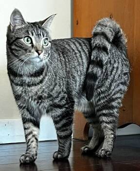 Domestic Short Hair and Tabby Cats Available for Adoption - Willow | PetCurious