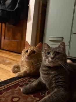 Haku / Cloudy -  Domestic Medium Hair Cat for Adoption in Minneapolis, Minnesota - Haku / Cloudy | PetCurious